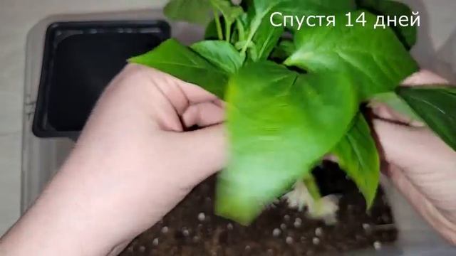 КАК ПРАВИЛЬНО ОБРЕЗАТЬ ПЕРЦЫ РАССАДОЙ: СЕКРЕТЫ УСКОРЕННОГО УКОРЕНЕНИЯ!