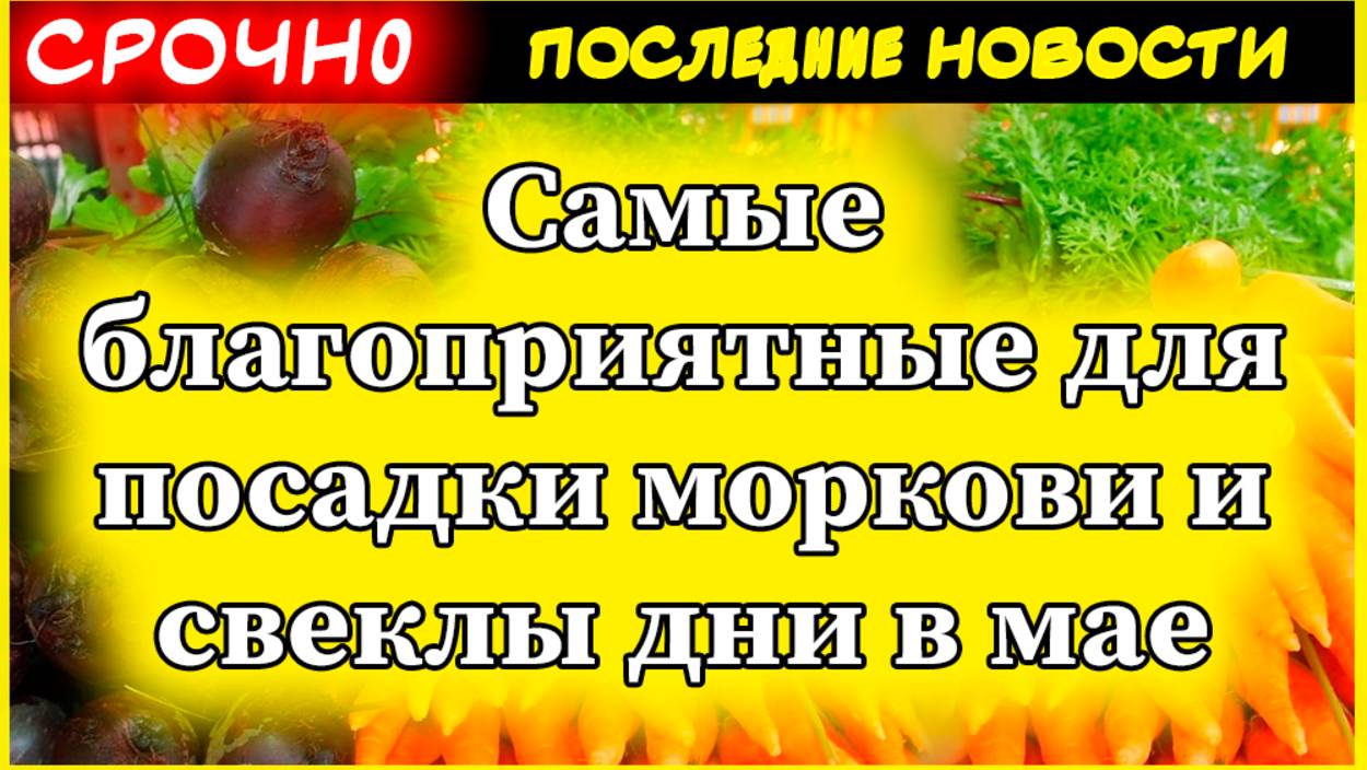 Когда сажать морковь и свеклу в мае 2024: лучшие дни по лунному календарю для богатого урожая