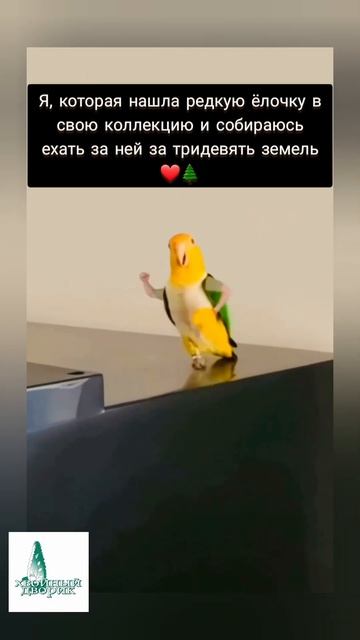 👍🤣Отправка СДЭК или почта России ❤🌲 Хвойные расте?