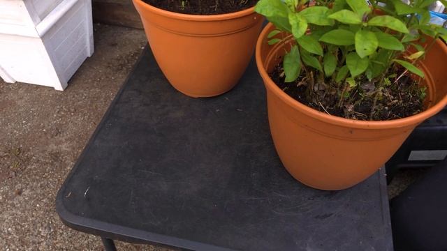 Восхитительные Флоксы: Пересадка, Уход и Тайны Цветен? смотреть онлайн