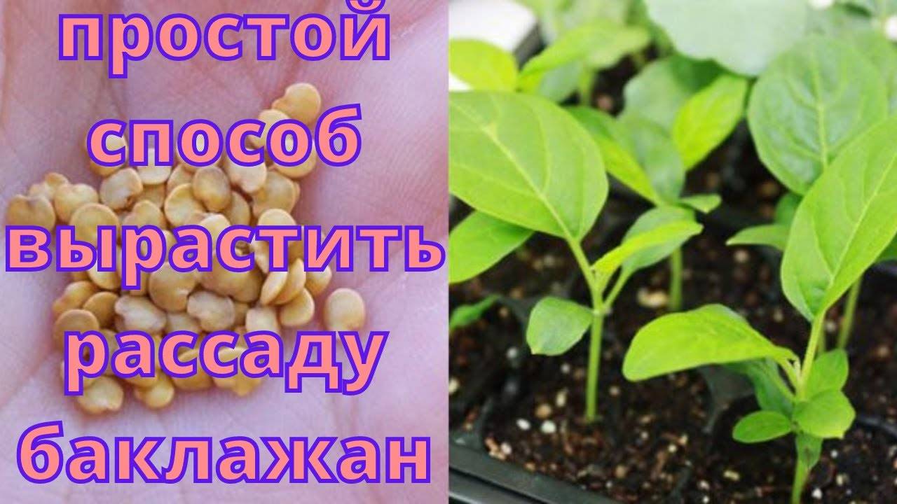 🍆 ВЫРАЩИВАНИЕ РАССАДЫ БАКЛАЖАНОВ ДОМА: пошаговая инструкция