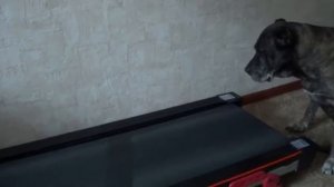 Урси на тренажере