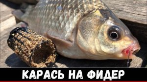 Ловля карася на фидер 2025! Как ловить карася на фидер летом?