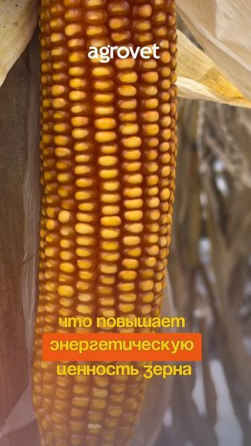 сбор Французких гибридов кукурузы #сельскоехозяйство смотреть онлайн