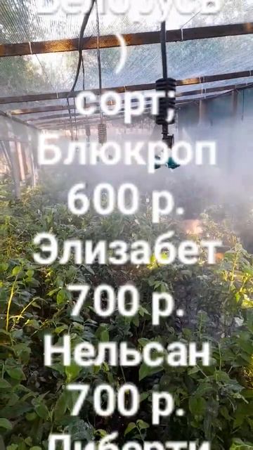 САЖЕНЦЫ ГОЛУБИКИ in vitro, фито документ. из РБ питовника смотреть онлайн