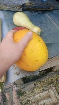 дыня с огорода #деревня #село #жизньвдеревне #огород #у?