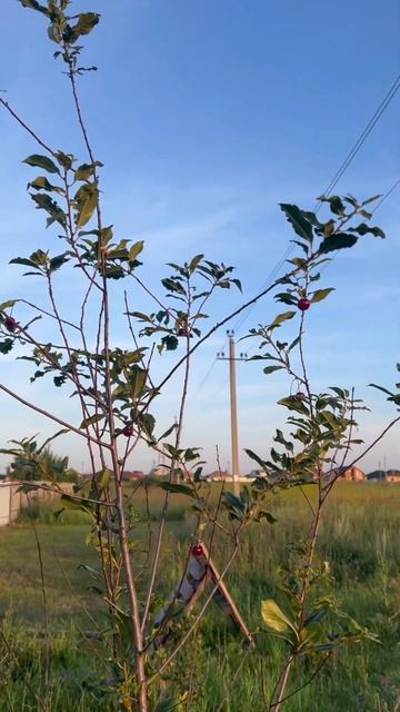 Богатый урожай вишни😅 #дача #шортс #дом #еда#огород смотреть онлайн