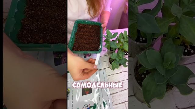 А Вы знали, что #эустома многолетний цветок,её можно вы