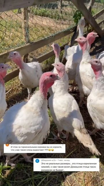 Выращивание индейки  #farm #выгодноехозяйство #загородн?