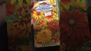 Сеем рудбекию зимой
