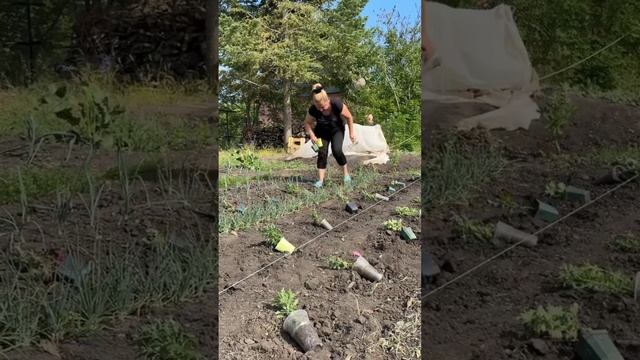 Посадка хризантемы смотреть онлайн