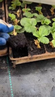 Рассада клубники #клубника #strawberry #рассада #огород