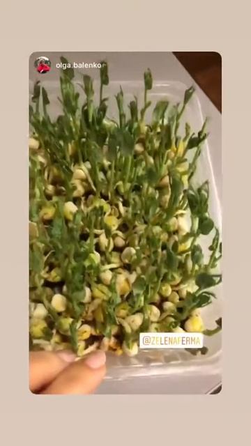 Микрозелень (микрогрин) отзыв #6 | Zelena Ferma (Зелена Ферма) смотреть онлайн