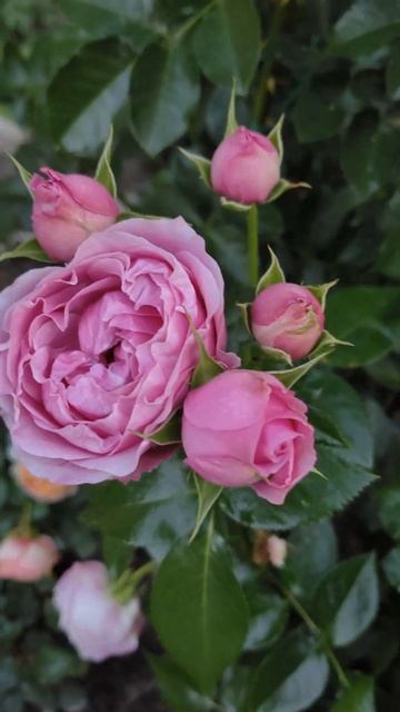 Питомник Тульские розы #розы #дача #гармония #романтик? смотреть онлайн