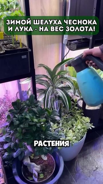 Зимой шелуха чеснока и лука - на вес золота! #дача #реце? смотреть онлайн