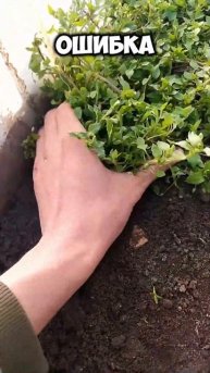 Это лушая БЕСПЛАТНАЯ кормовая добавка ДЛЯ КУРИЦ #ферм?