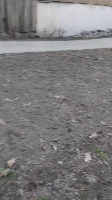 мои приобретения груша Талгарская красавица и смород? смотреть онлайн