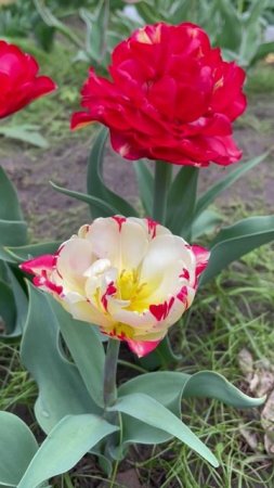 Тюльпан #flowers #цветы #сад #nature #garden