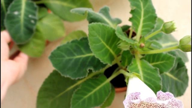 Глоксиния в декабре. Комнатные растения из семян.//Вал? смотреть онлайн