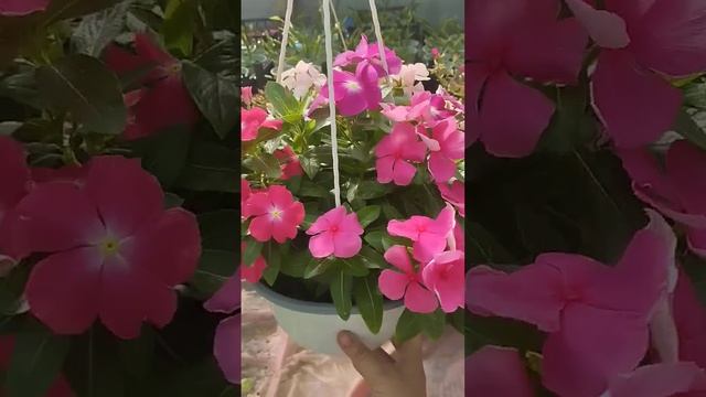 Хочу чтоб было пышно!!! Объем кашпо и количество расте? смотреть онлайн