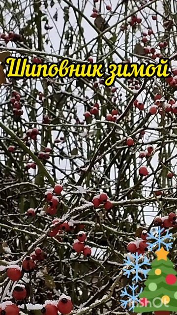 #шиповник #зима #природа #rose_hip #winter #nature #shorts #плоды #fruit