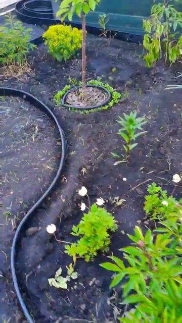 бордюрная лента #garden #садмечты #дача #сад #огород #gardening