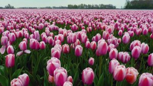 "ИЗГИБ"авторская песня)