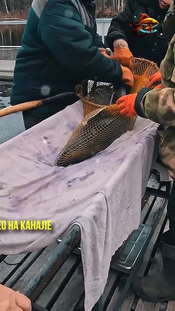 Здесь живёт растёт и мечет чёрную икру сибирский осёт? смотреть онлайн