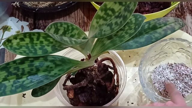 Деление и пересадка Paphiopedilum Maudiae( Мауди)#paphiopedilum  👠🌸🌼 смотреть онлайн