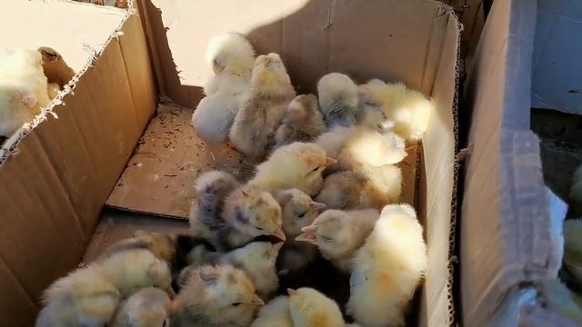 И БОЗОРИ РЕГАР ШАНБЕБОЗОР НАРХИ ГУСФАНД ГИСАРИСКИЙ ОВЦЫ 9 МАЙ 2021