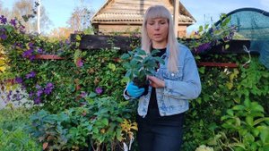 когда лучше приобрести саженцы гортензии? Весной или ?