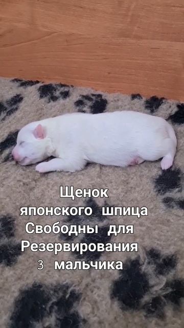 питомник Цунени Катцу Японский шпиц  #Щенки #японскийшпиц #смешноевидео #приколы #шпиц #животные