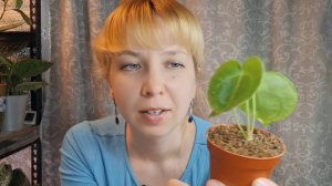 Пересадка антуриума кларинервиум на фитильный полив