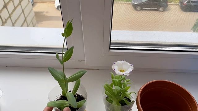 Распустилась эустома   Лизиантус ирландскаяроза