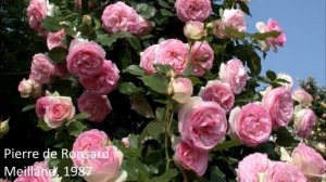 🌹💕ТОП Самых Оригинальных и Красивых роз  🌹  Лучшие ?