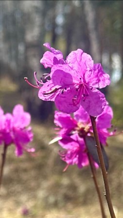 «Байкальская азалия»