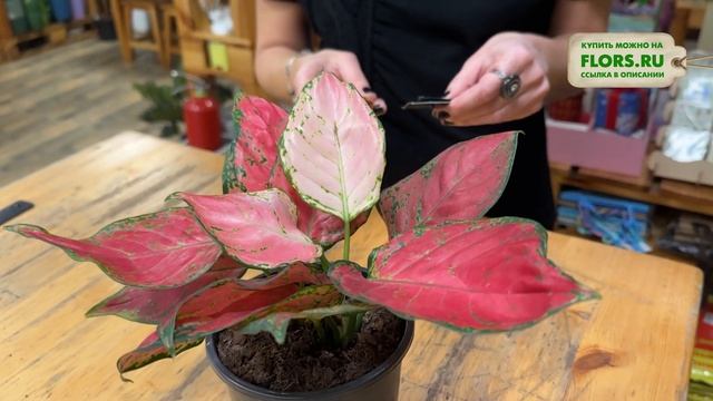 Аглаонема Бьюти - обзор сорта. Яркое комнатное растени смотреть онлайн