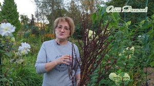 КОНСКИЙ ЩАВЕЛЬ – НЕТ ПОНОСАМ!