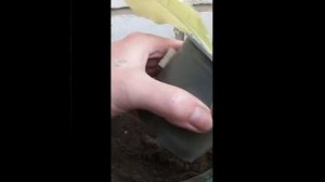 Табак: Эксперимент. Символ 4 и Спектр #табак