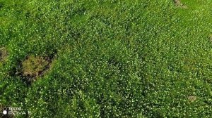 Ошибки при устройстве газона из мшанки