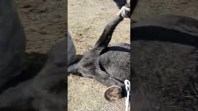 восточный Саян буряты горы Ока