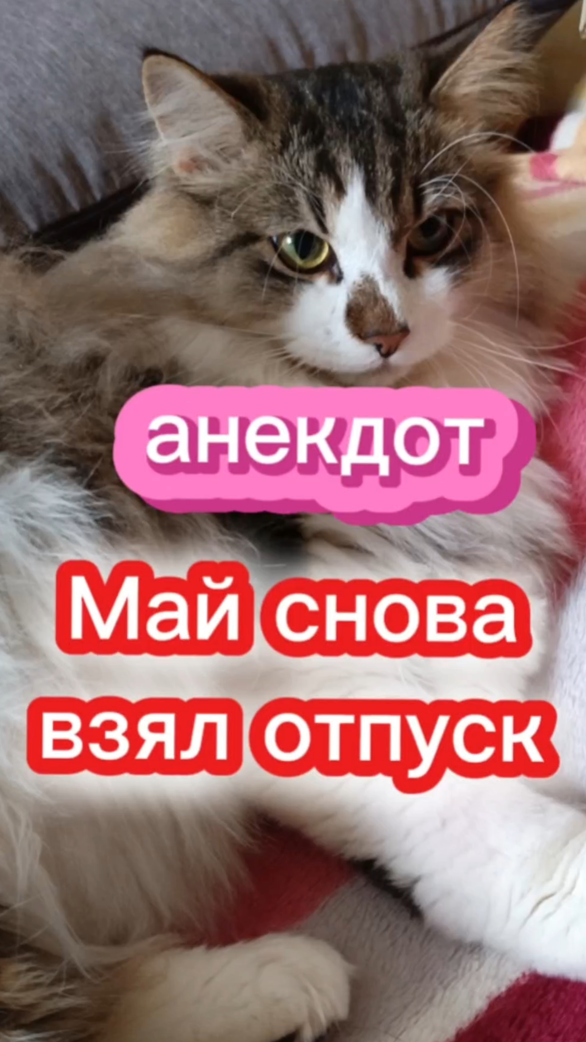 Анекдот дня. Май снова взял отпуск. 🤣