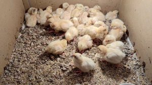 малыши-перепелята2