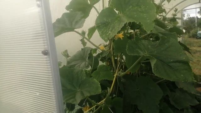 Правильный полив огурцов утром или вечером? смотреть онлайн