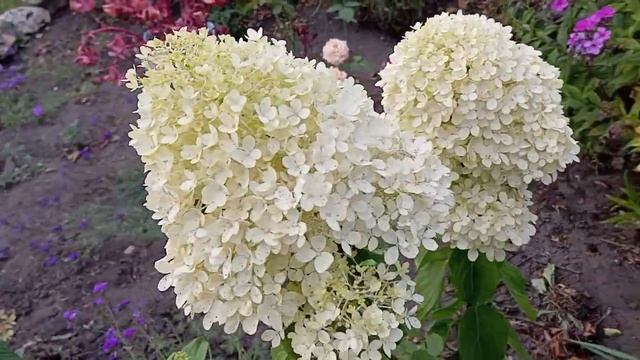 Когда зацветает черенок метельчатой гортензии 07.08.2024 смотреть онлайн