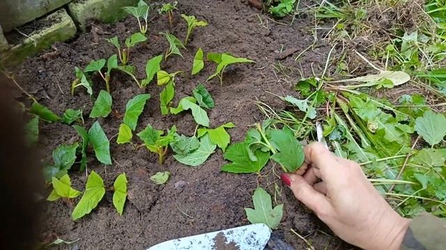 Размножение калины Бульдонеж
