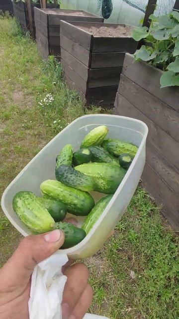 первый сбор огурцов 24.06.24 #2024 #огурцы #огород #теплыегря смотреть онлайн