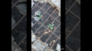 Маклюра.🫶 Волгоград. Выращивание.