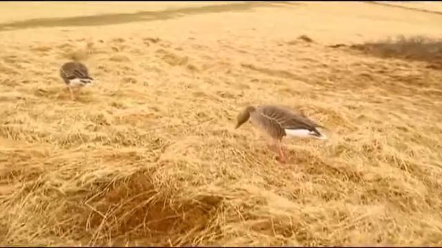 01  Верю   не верю Исландия смотреть онлайн