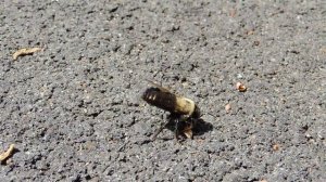 шмель на асфальте